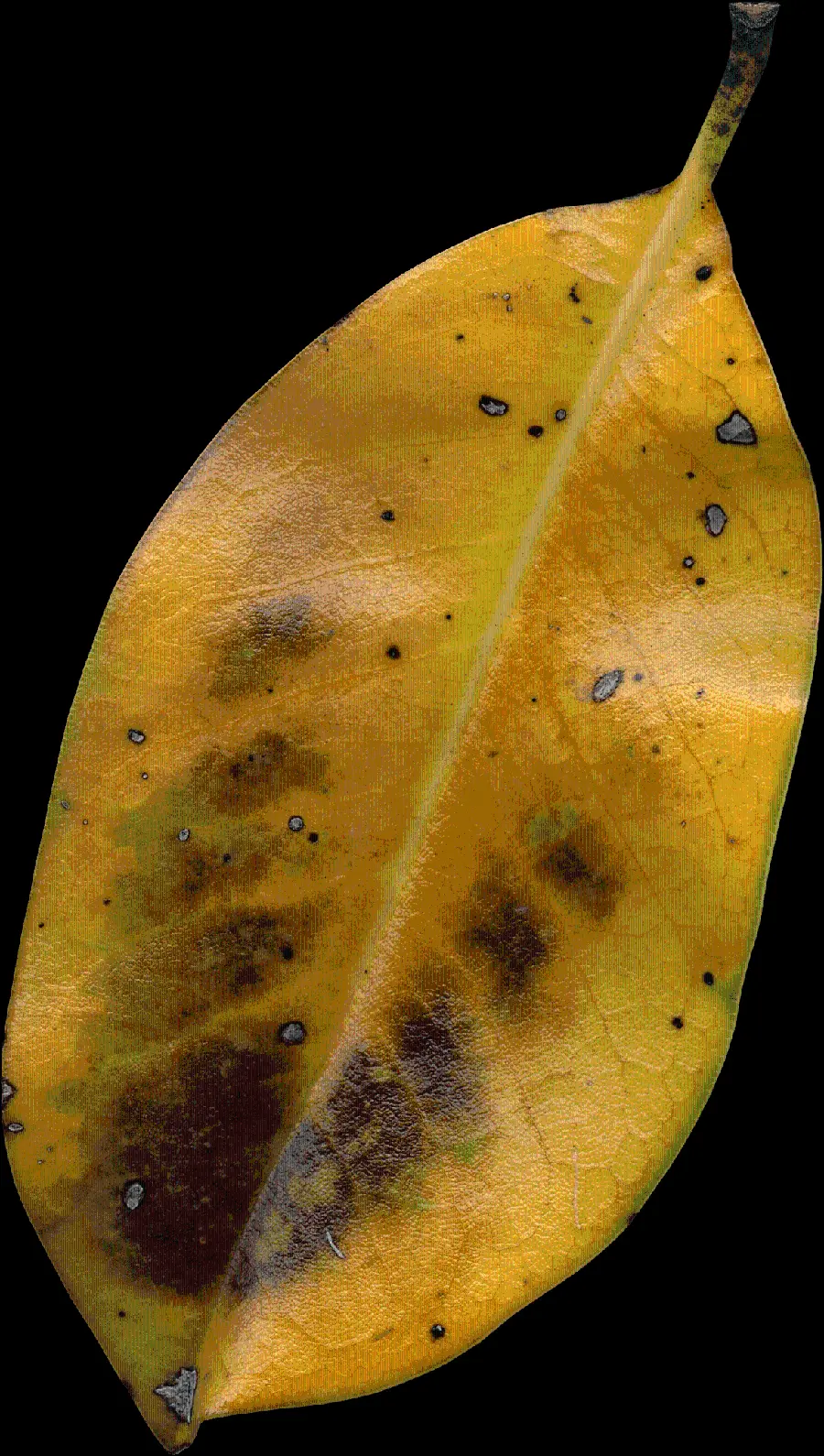 Image png The strangest autumn leaf design with a black background 