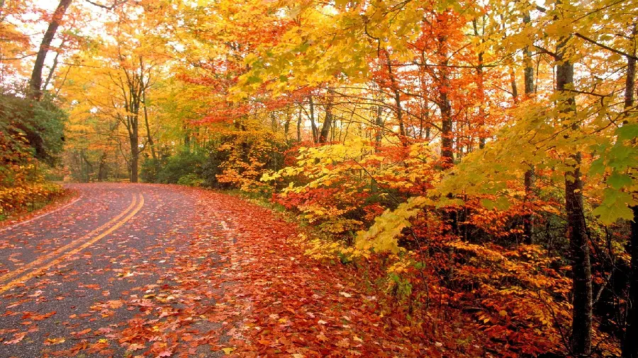 Wallpaper of peace and pleasure on a dreamy path with a road surrounded on both sides by golden trees