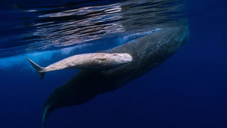 Photo of a mature male sperm whale in spring heading to cooler northern waters