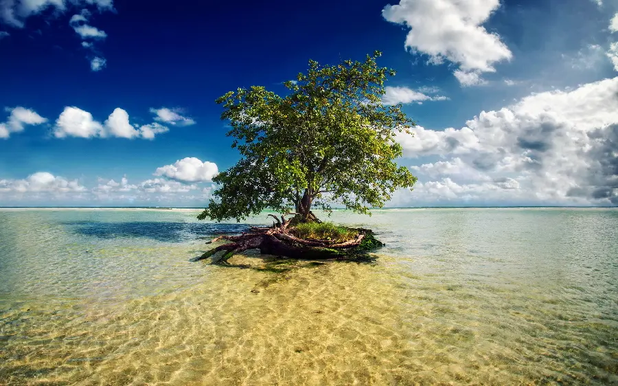 Wallpaper of a single tree in the middle of clear and clear water