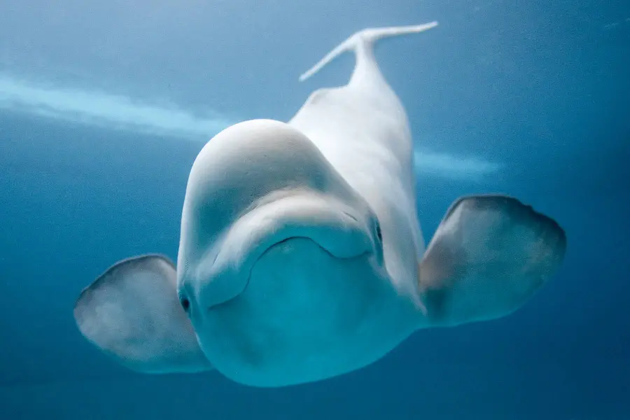 Photo of a white Beluga whale with a funny face and a very large size