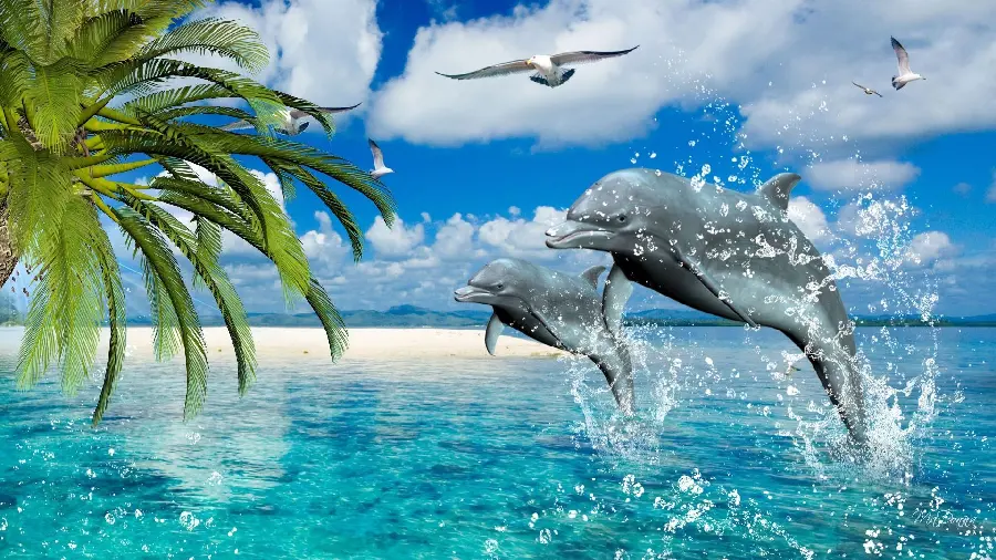 Digital and High Quality Dolphin Jumping Wallpaper