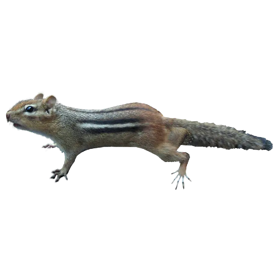 The strangest cropped photo of a squirrel in PNG format 