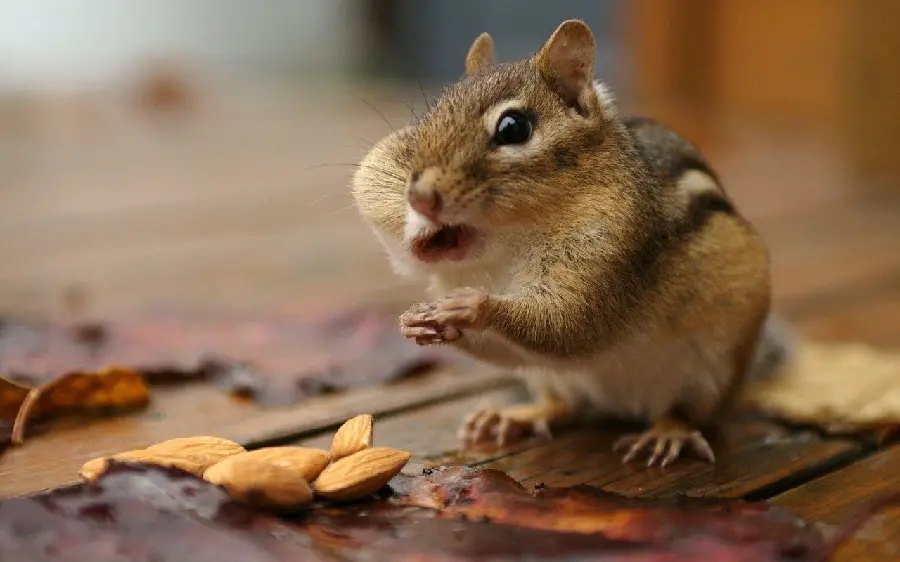 Wallpaper of a domestic and trained squirrel eating almonds
