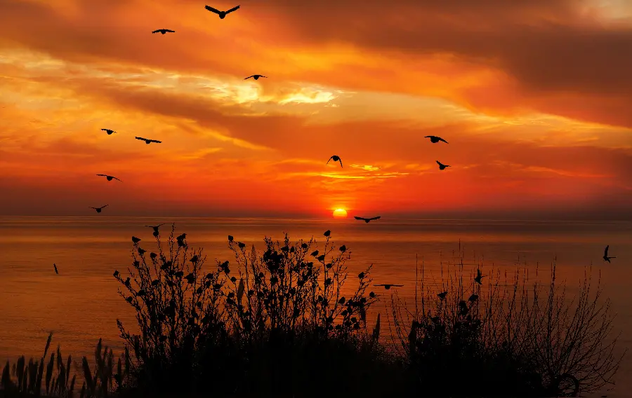 Spectacular stock of free birds in nature at sunset