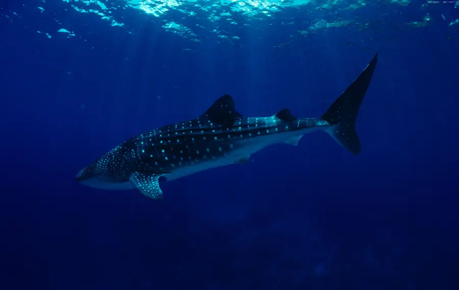 Dark and dark image of the whale shark with the highest quality 