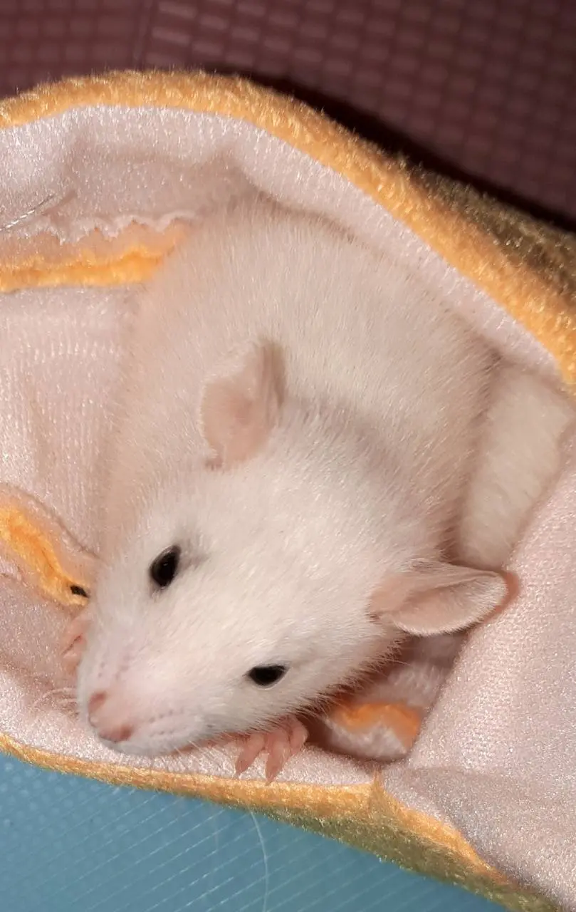 Download a photo of a clean white baby mouse with excellent quality 