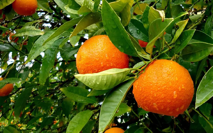 Water Drops Stock Photo on Orange Fruit Useful Tree