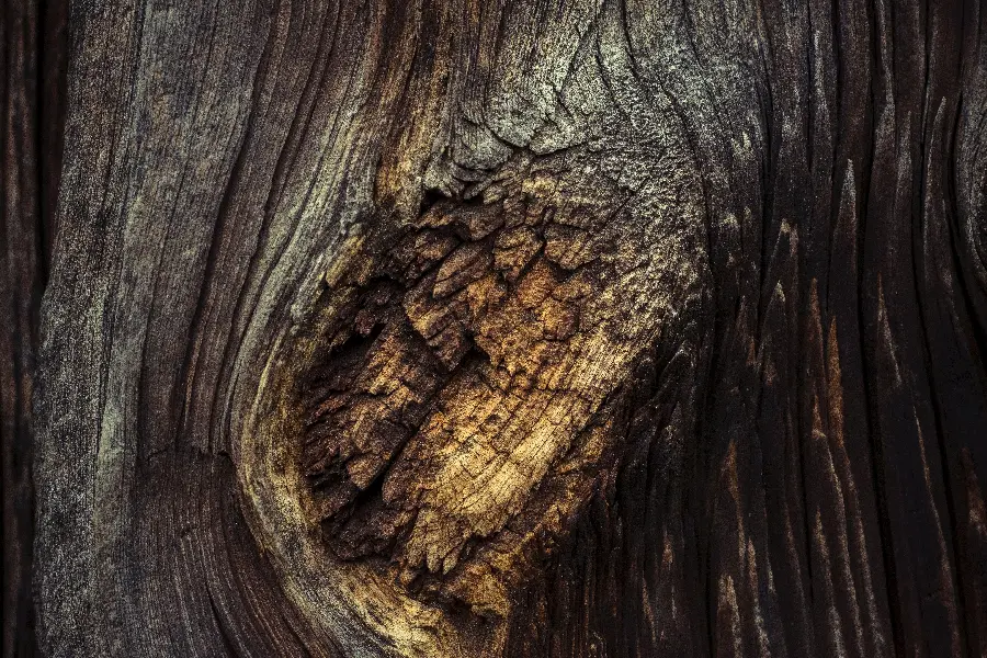 Beautiful tree trunk wallpaper up close and in 4k quality