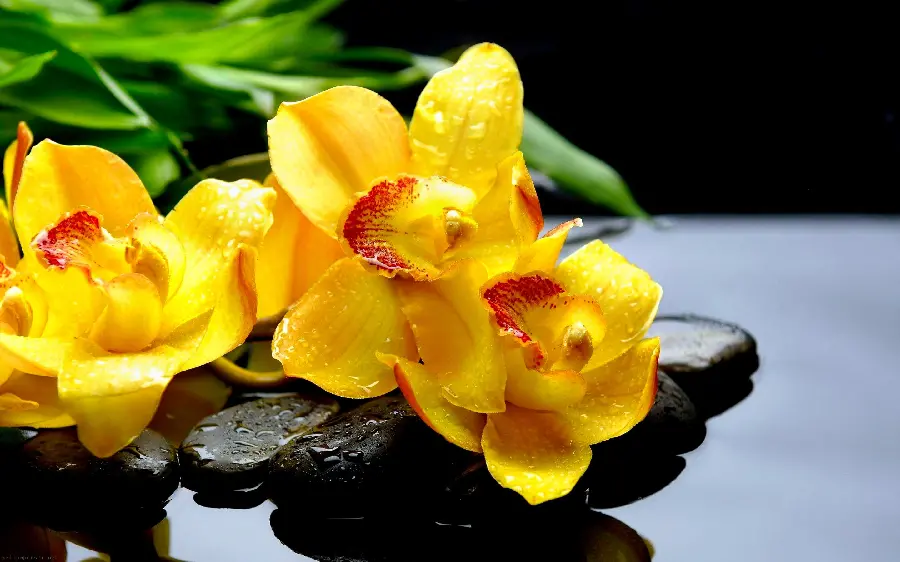 Unique wallpaper of yellow orchids on wet stones