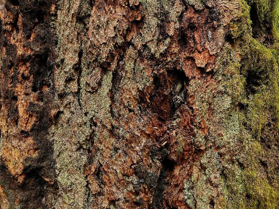 HD stock photo of antique and old tree bark 