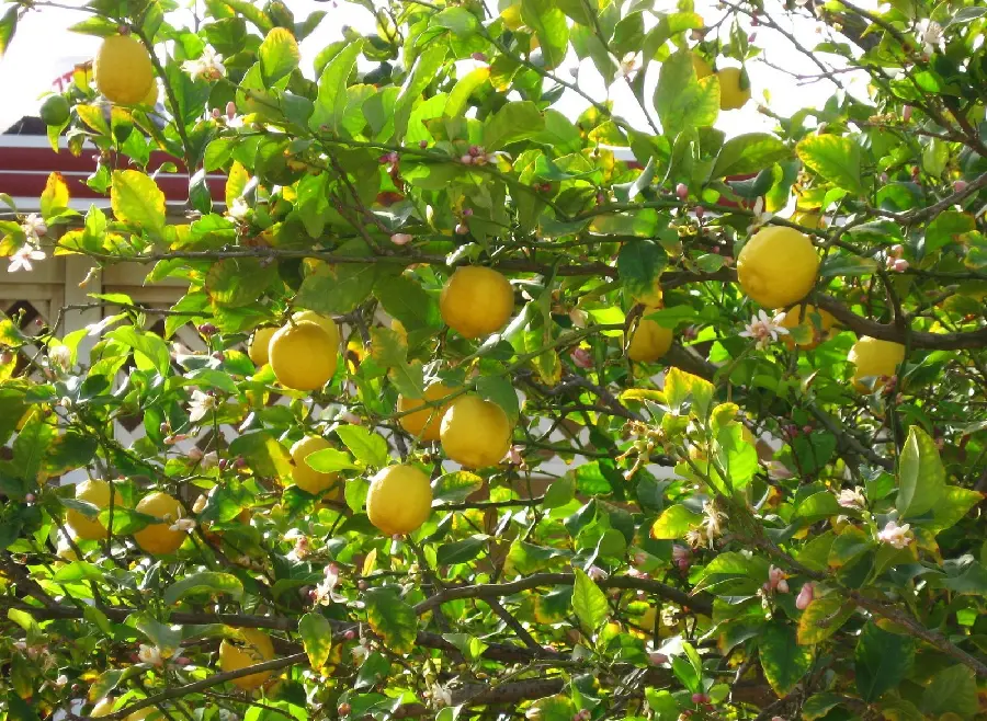 Tangerine