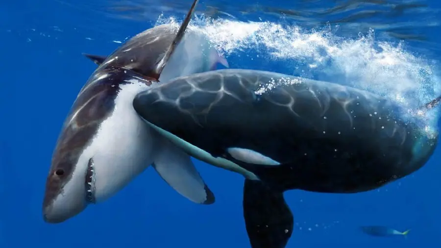 Horrifying and disturbing photo of the war and conflict between killer whales and sharks