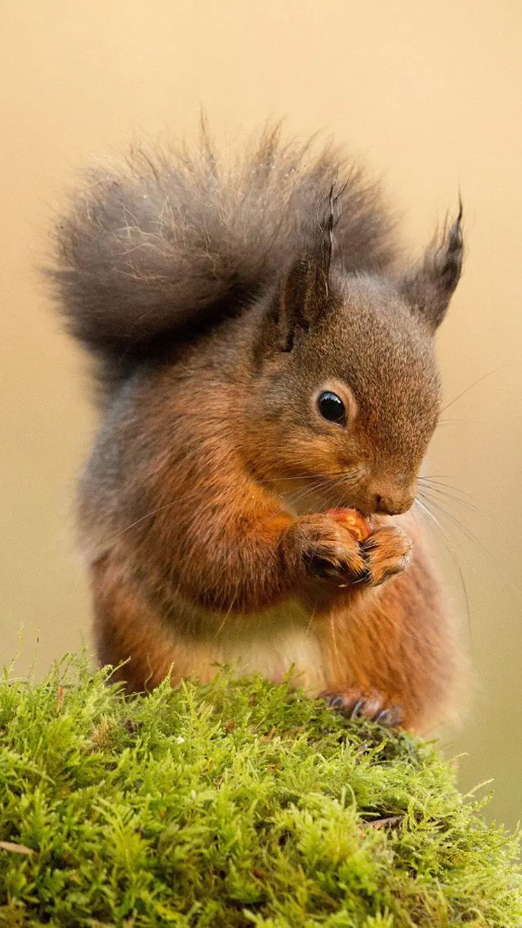 Red Squirrel Wallpaper for Android Phone Screen