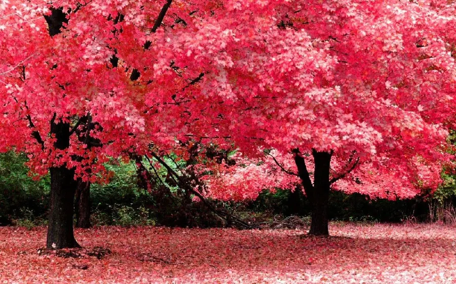 Wallpaper Stylish and beautiful of the landscape of trees with pink leaves