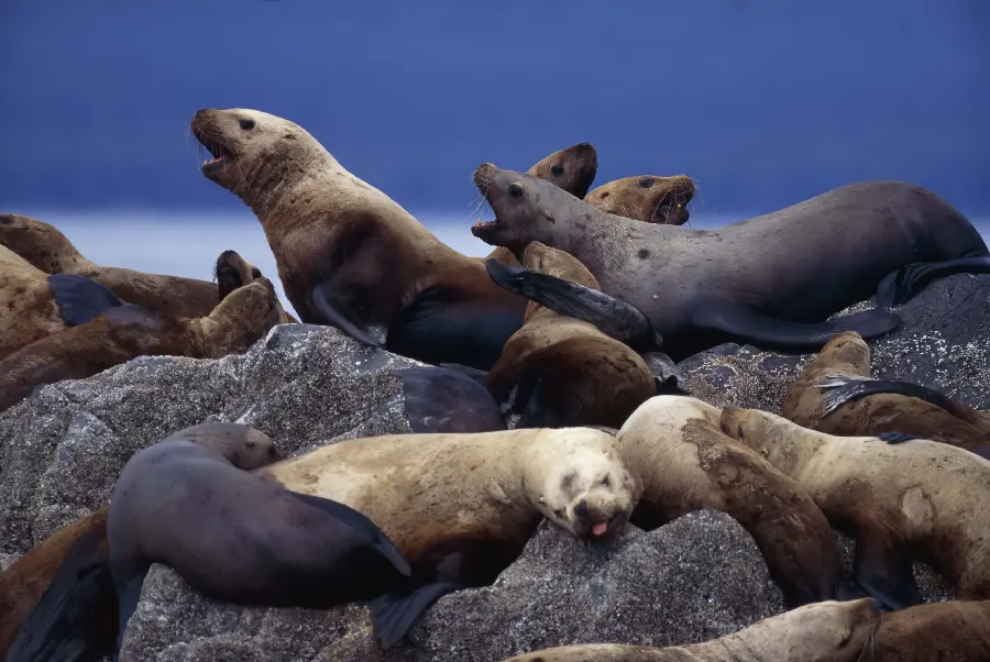 Stock of a huge gathering of Caspian seals on the shore For rest