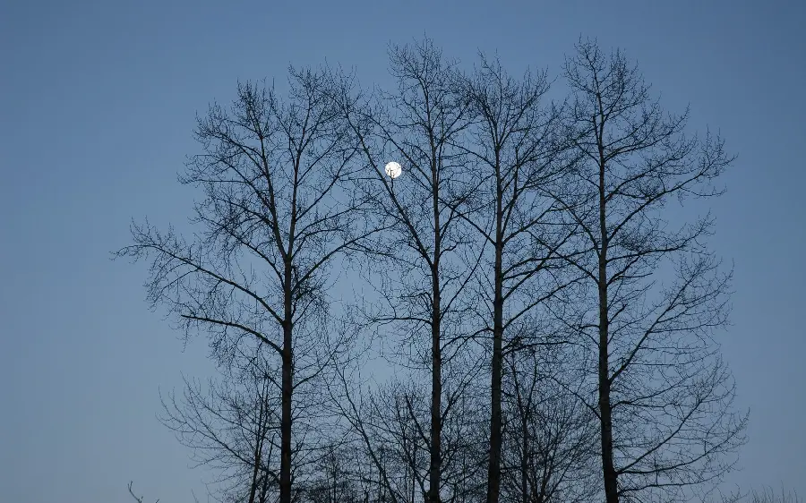 Image of tall and low trees Leaf with a view of the moon in the sky 