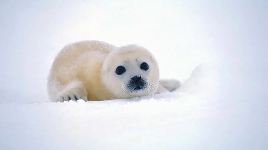 Cute and googly baby seal wallpaper for your computer