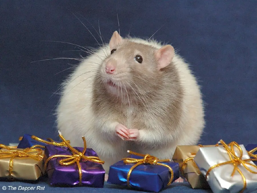 Picture of a chubby and cute googly mouse with colorful gifts for your profile 