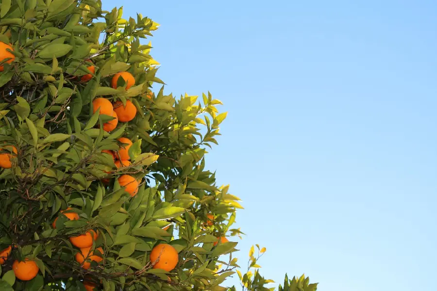 Background image From a fruit tree with a blue sky background 