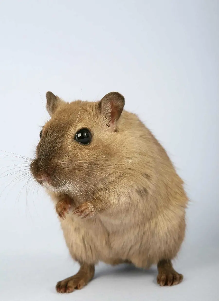 Download a cute and funny and sweet mouse profile picture in full HD quality 