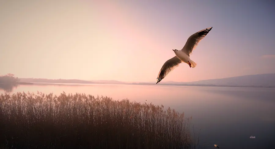 A very cool and new background of a bird flying on the edge of the sky 