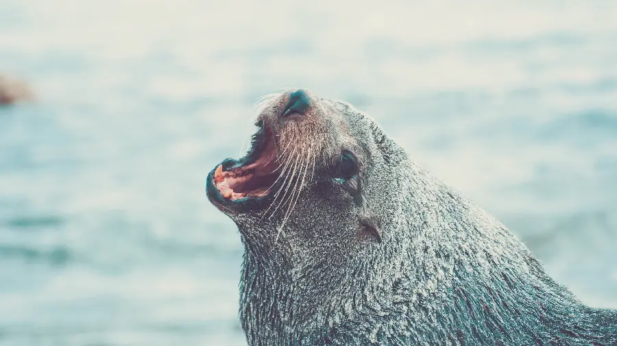 High Resolution Wallpaper of a Seal Showing Off Its Power