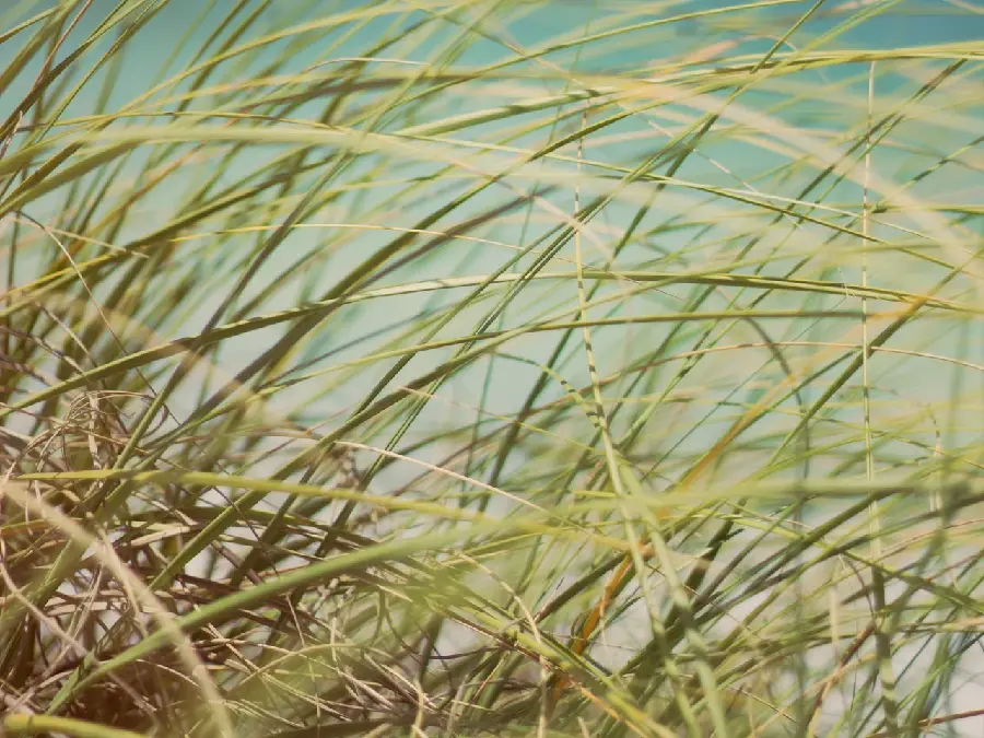 Artistic beach grass wallpaper from a very close view