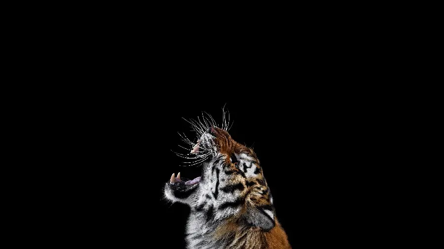 Minimalist and spectacular image of a roaring tiger
