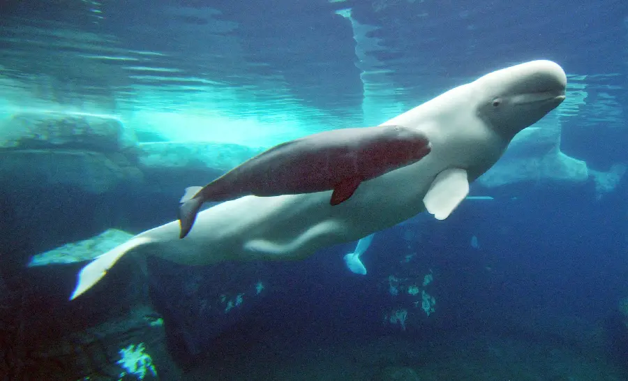 Photo of a mother beluga whale with her calf