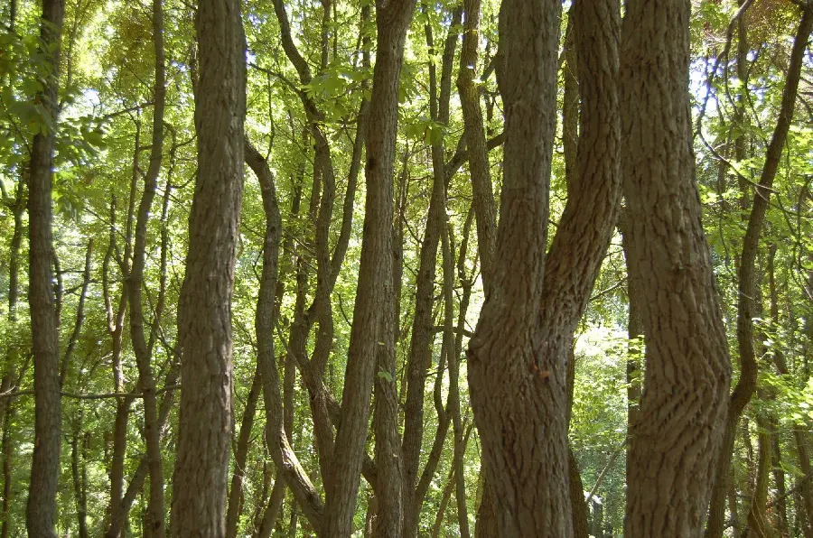 Fresh wallpaper of tall tree trunks for making videos