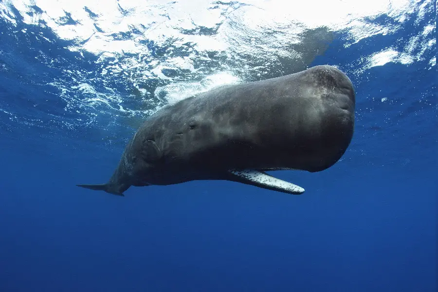Wallpaper of a sperm whale or dwarf sperm whale in the ocean waters