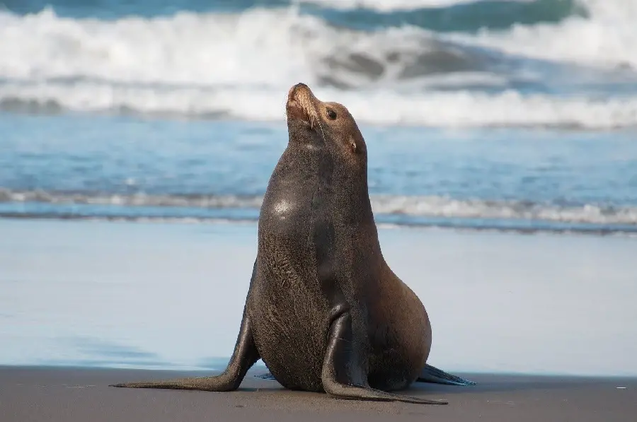 Background Beautiful seal for animal lovers in high quality 