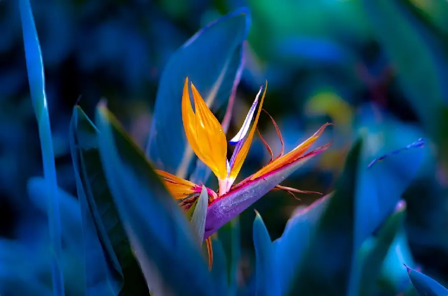 Wallpaper of a beautiful yellow flower among its leaves