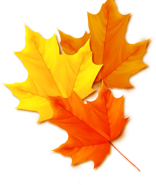 Download PNG image with cut out autumn leaves