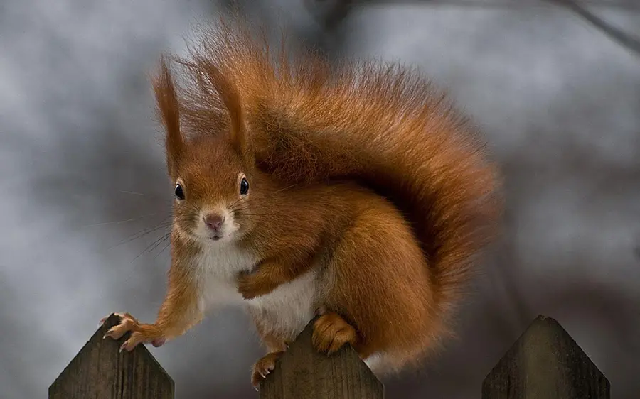 Cute Red Squirrel Wallpaper with a Fluffy Tail