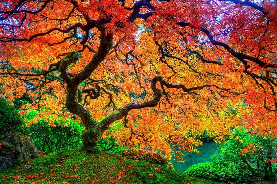 WhatsApp profile picture and virtual pages of the wild forest of red maples rooted in a grassy hill