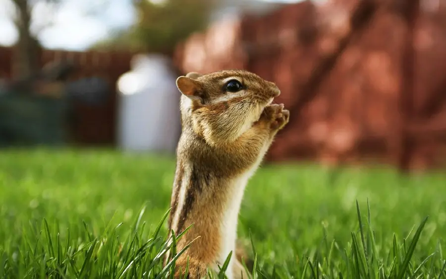 Squirrel standing on two legs wallpaper for laptop