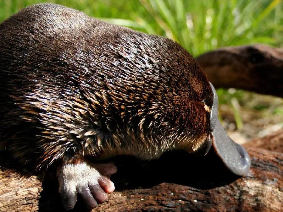 Interesting photo of a platypus in the wild for a poster print