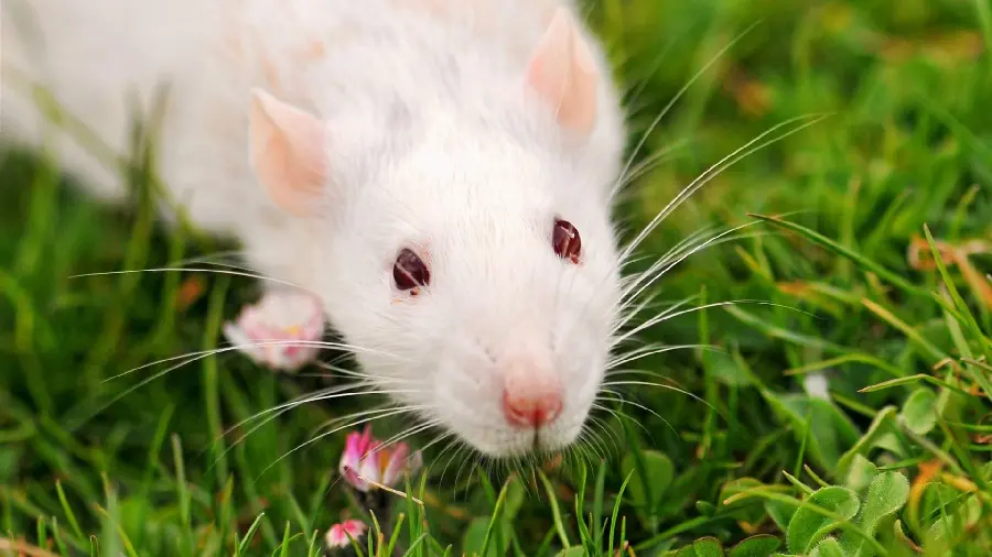 Picture of little white mouse in the grass for poster printing