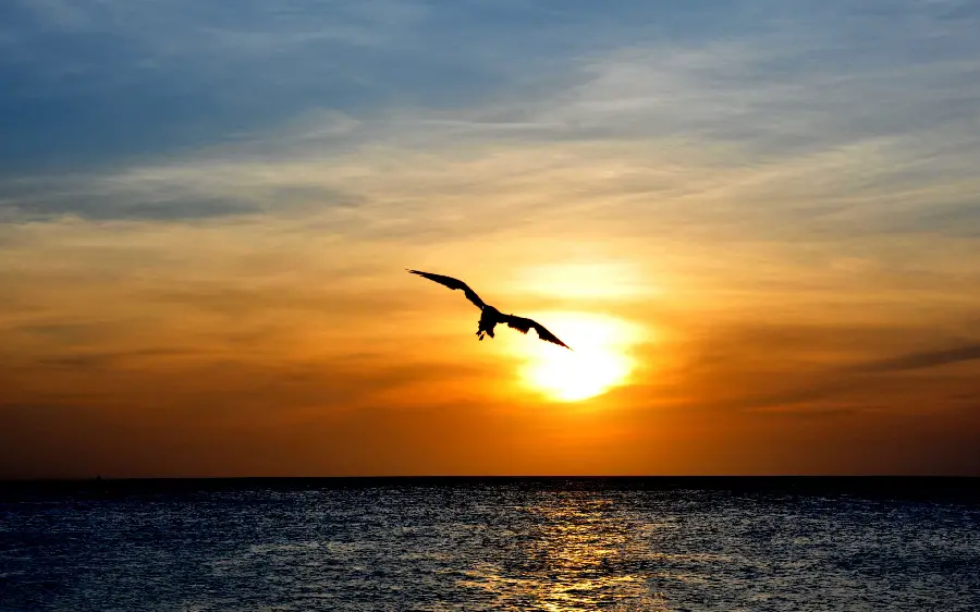 4K quality wallpaper of a bird flying over the sea