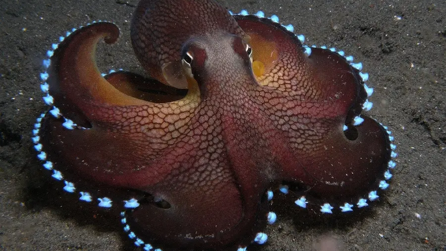 Octopus wallpaper for marine animal lovers