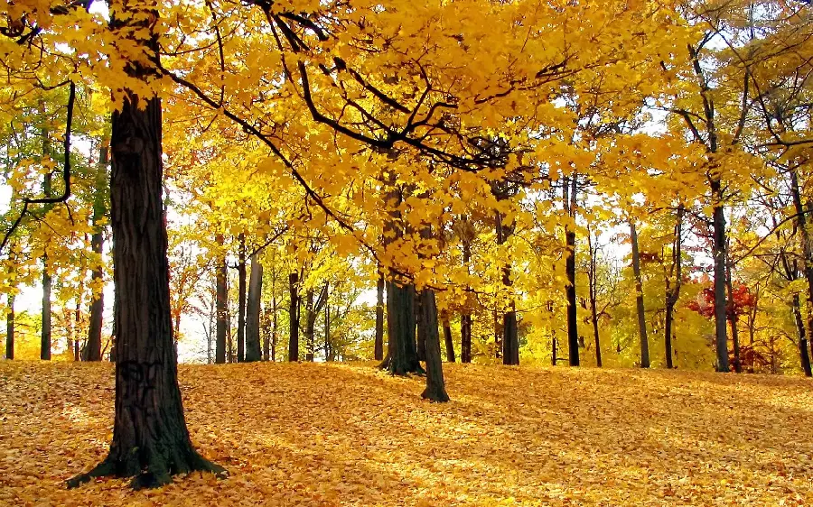 Cute background of a forest in autumn with a yellow theme