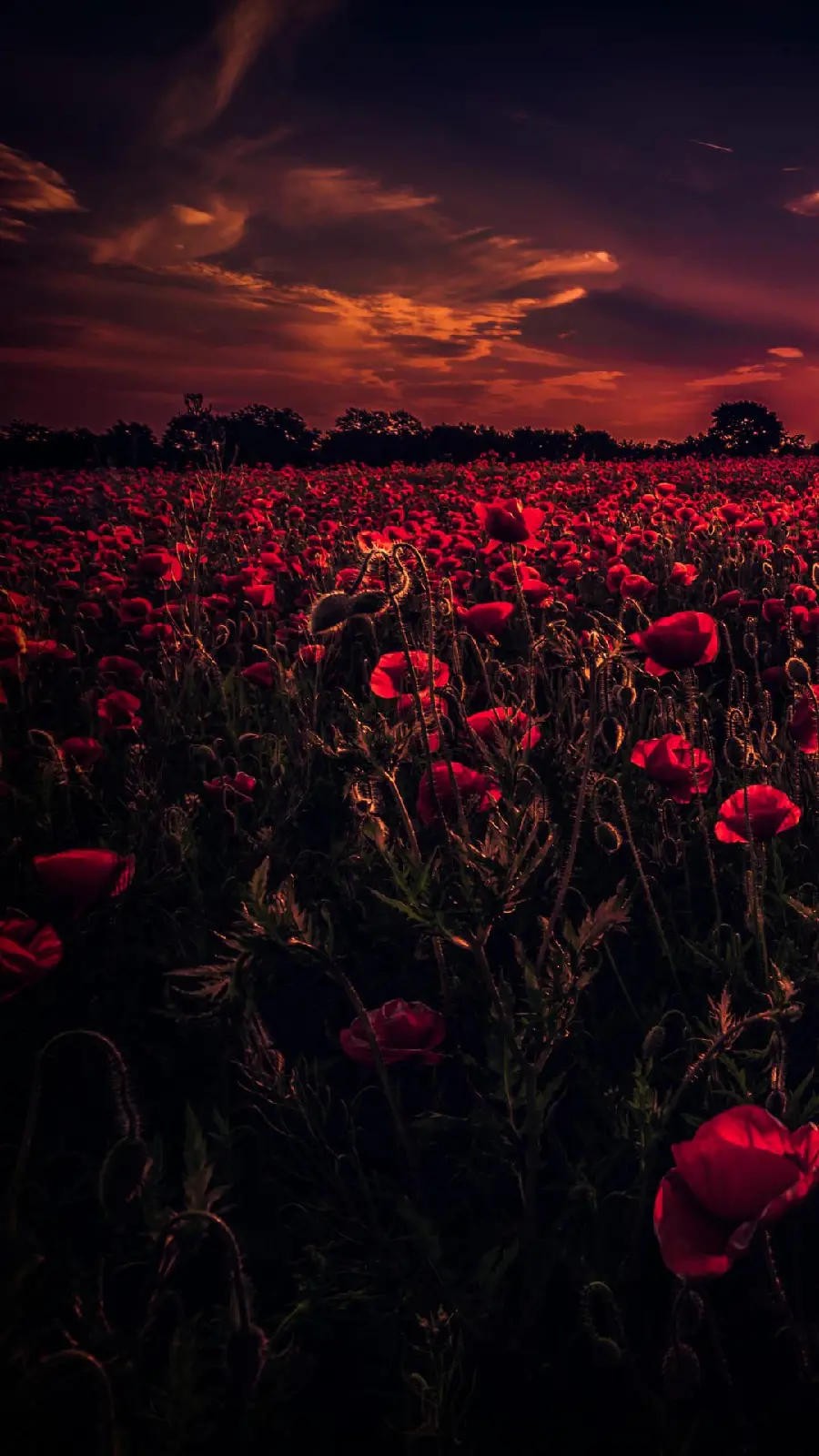 Wallpaper of a landscape of red flowers in a dark theme and Dark 