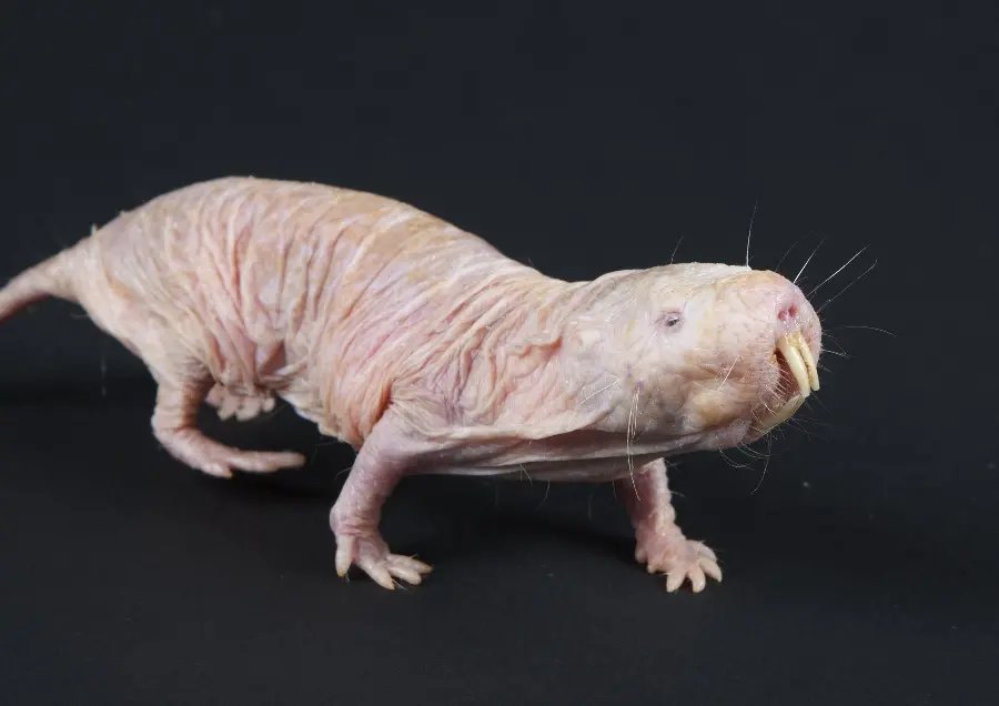 Download Scary Photo of a Hairless Mouse with a Black Background