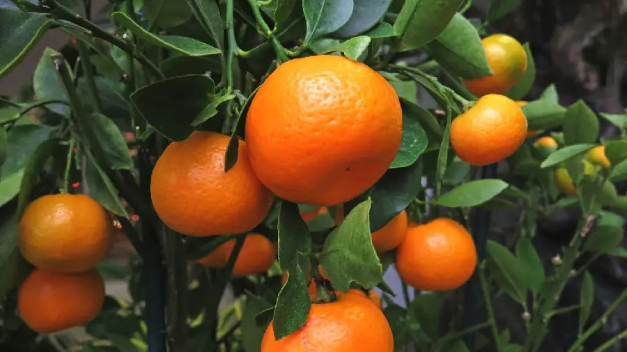Tangerine