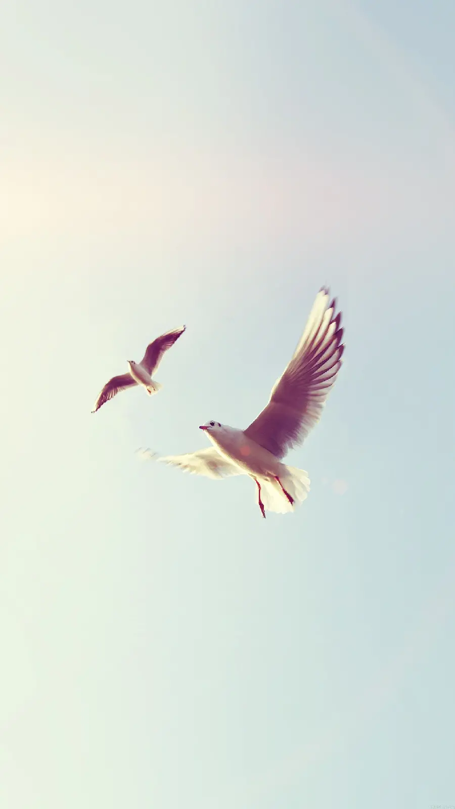 Wallpaper of two seagulls flying for girls' profiles 