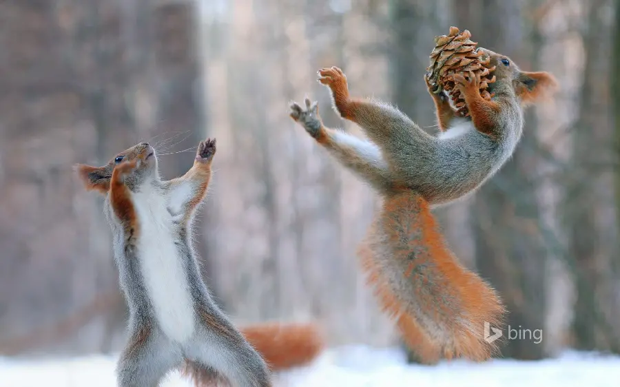 Very cute and cool wallpaper of free and wild red squirrels in nature