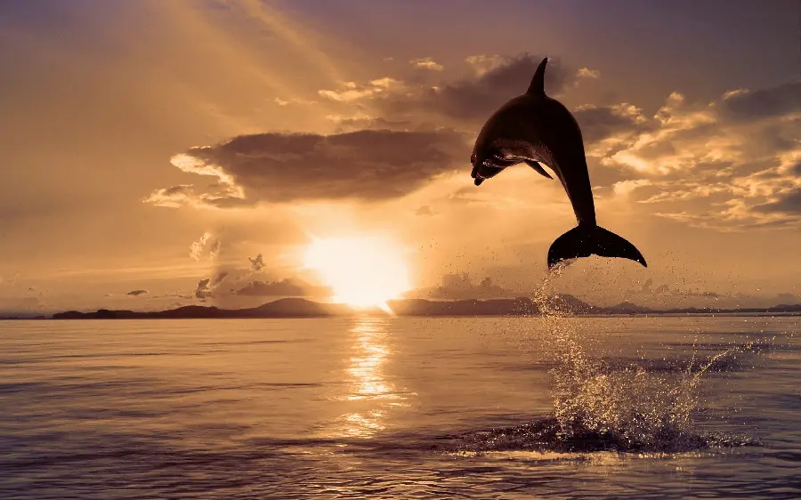 Dolphin jumping wallpaper at beautiful sunset