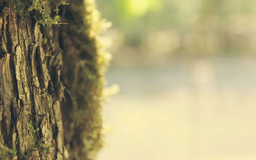 Tree trunk wallpaper to create a photo caption